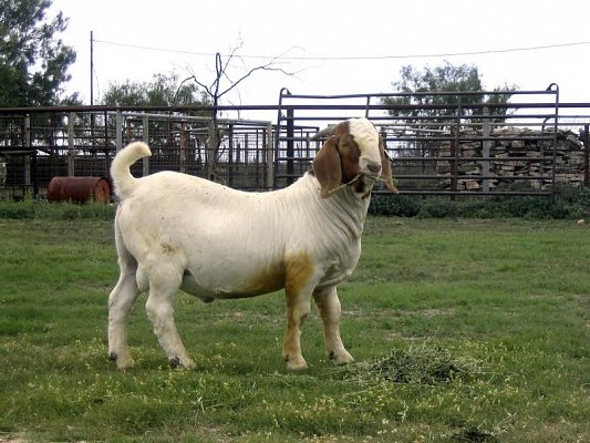 Texas Sheep and Goat Raisers Association 3